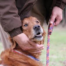 Becoming a Dog Trainer